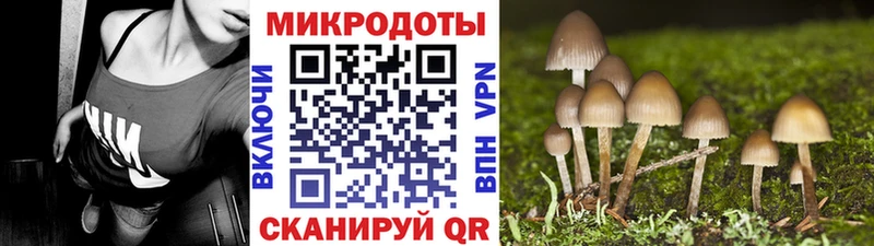 как найти закладки  Сураж  Псилоцибиновые грибы Psilocybe 
